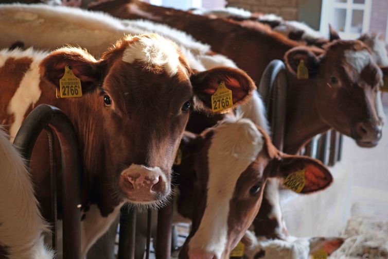 Koe in stal Henricus Hoeve