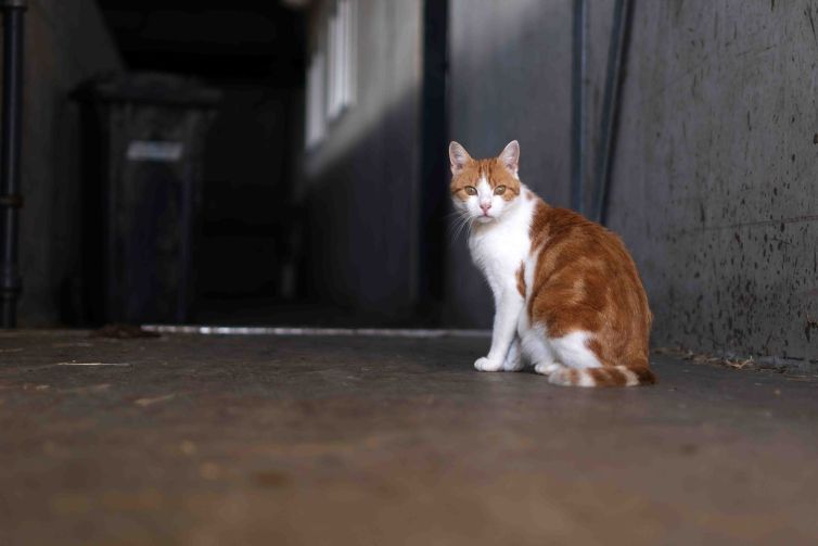 Dieren op de boerderij